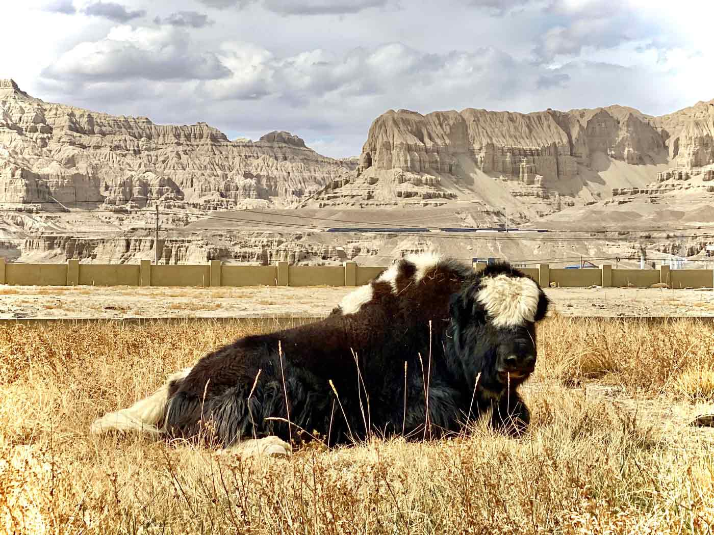 Yak At Zanda Gorge