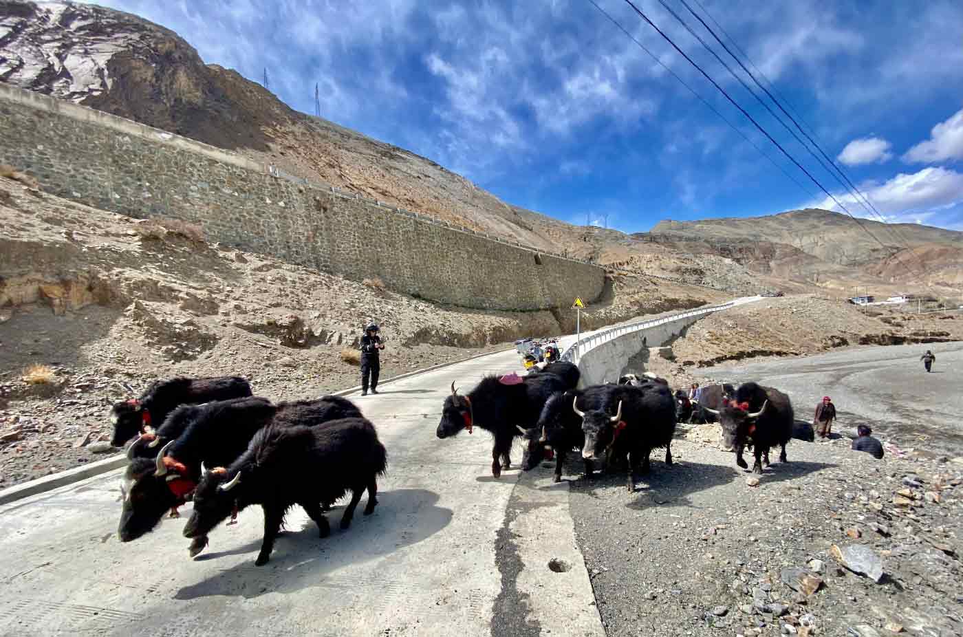 Yaks Crossing Road